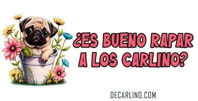 ¿Es Bueno Rapar a los Carlino Pug?