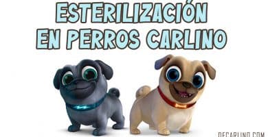 Esterilización en Perros Carlino pug
