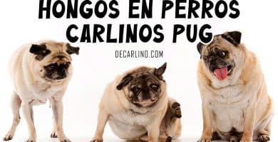 Hongos en Perros Carlinos Pug