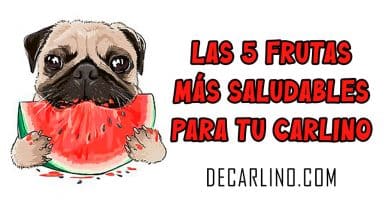 Las 5 Frutas Más Saludables para tu Carlino