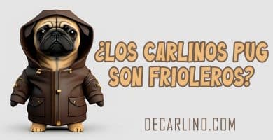 ¿Los Carlinos Pug Son Frioleros?