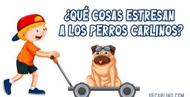 ¿Qué cosas estresan a los perros carlinos?