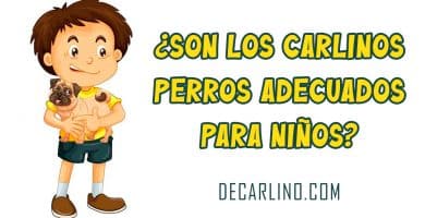 Son los carlinos perros adecuados para niños