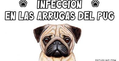 infeccion en las arrugas del carlino