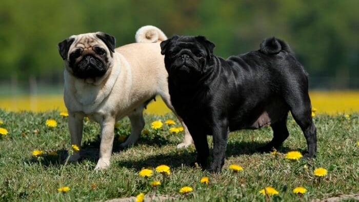mareos en carlinos pugs