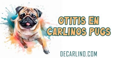 otitis en carlino pug