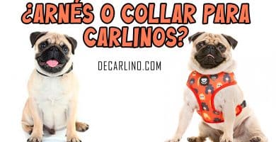 ¿Arnés o Collar para Carlinos?