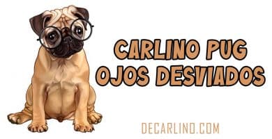 Carlino Pug Ojos Desviados