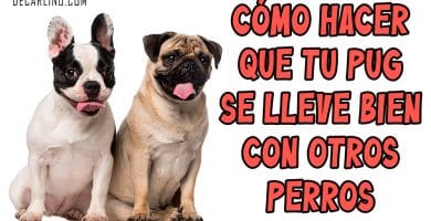 Cómo hacer que tu carlino se lleve bien con otros perros