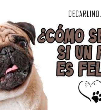 ¿Cómo se Sabe si un Pug es Feliz?