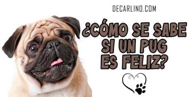 ¿Cómo se Sabe si un Pug es Feliz?