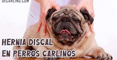 Hernia Discal en Perros Carlinos