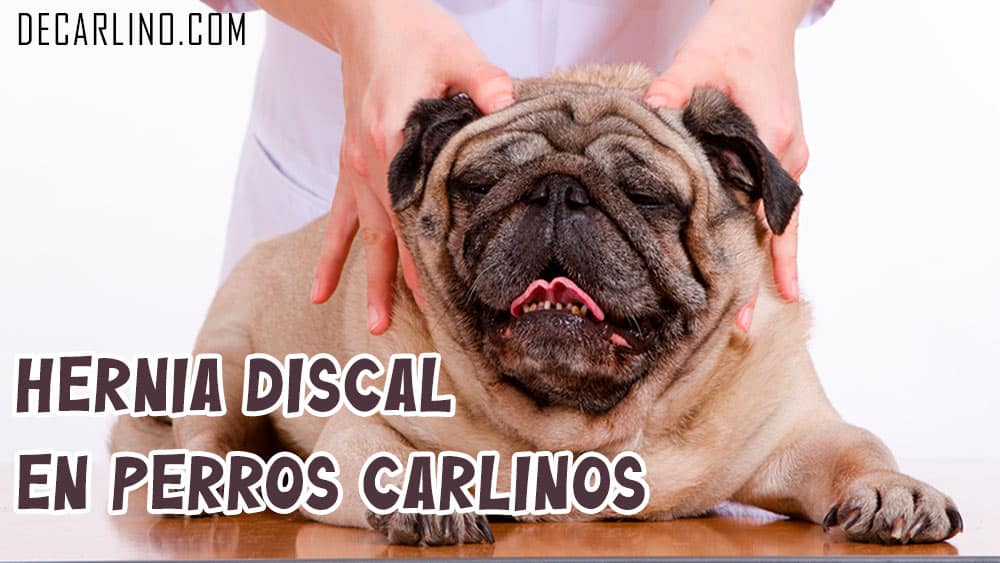 Hernia Discal en Perros Carlinos