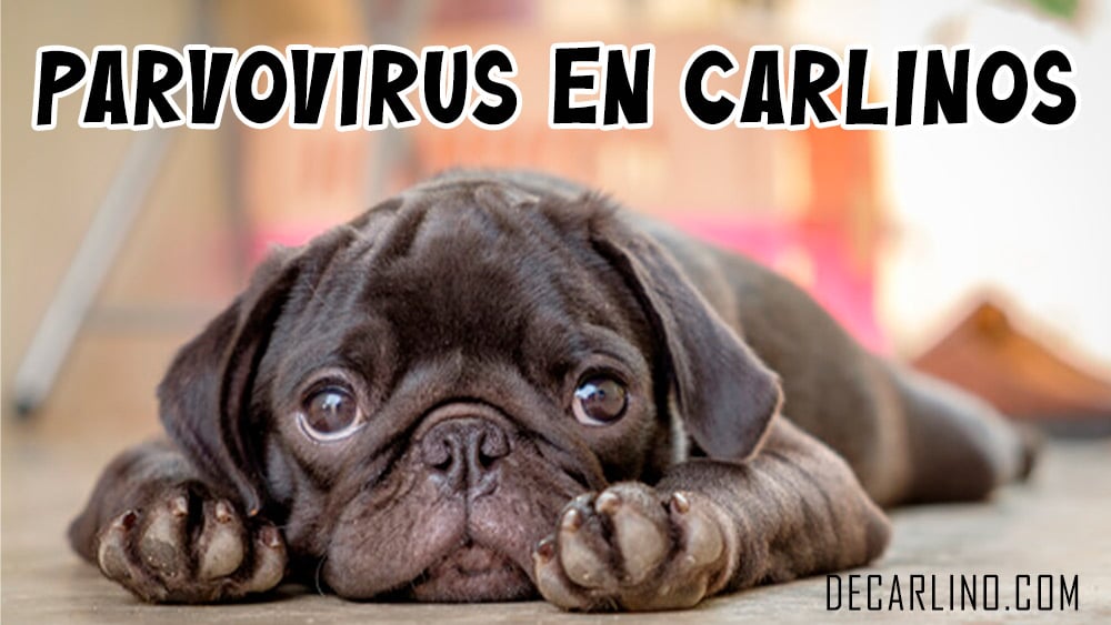 Parvovirus en Carlinos