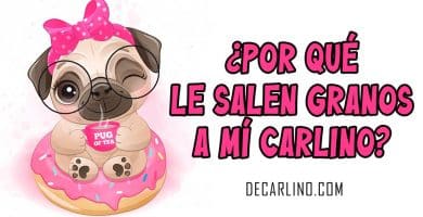 ¿Por qué le salen granos a mí Pug?