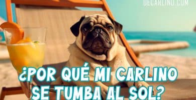 Por qué mi perro carlino se tumba al sol