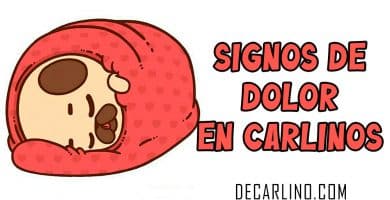 Signos de Dolor en Perros Carlinos