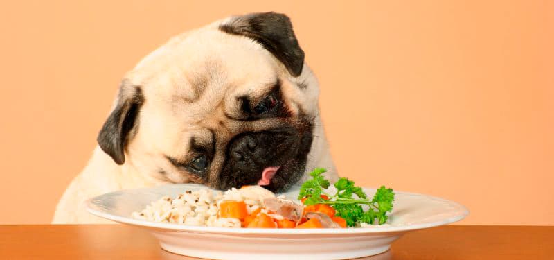 comida para cuando un perro tiene diarrea
