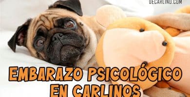 embarazo psicologico en carlinos