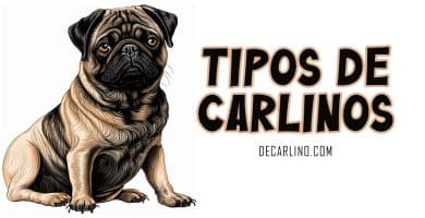 tipos de carlinos