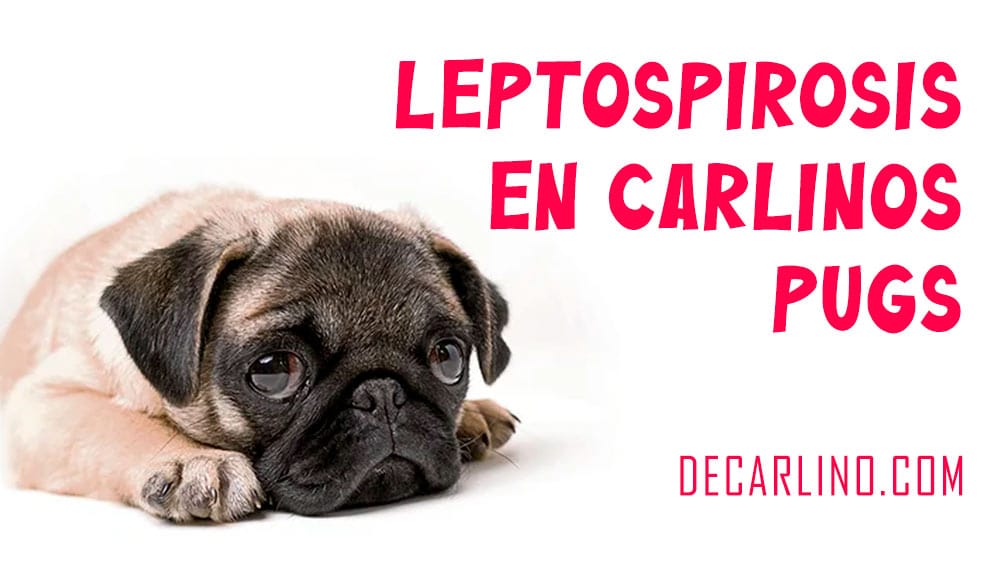 leptospirosis en perros carlinos pug