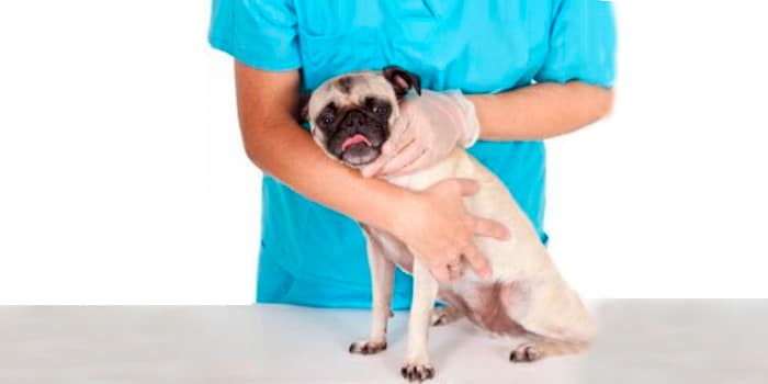 sintomas leptospirosis en perros carlinos pug