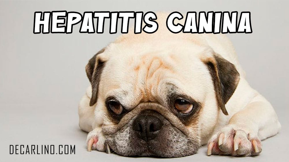 Descubre todo sobre la Hepatitis Canina en Carlinos
