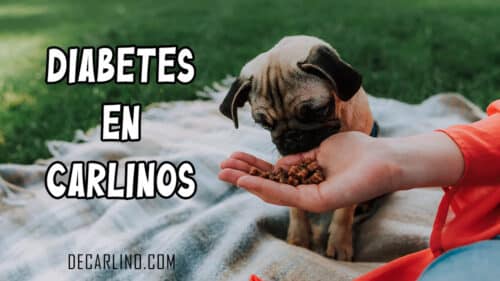Diabetes en Perros Carlinos