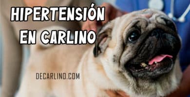 hipertension en perros carlinos pug