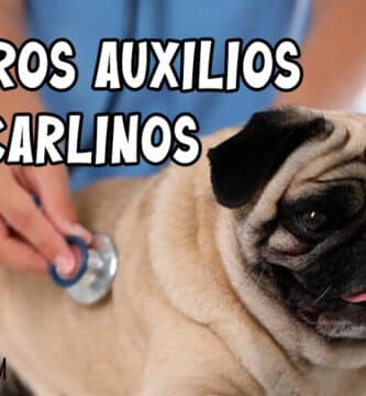 primeros auxilios en perros calinos